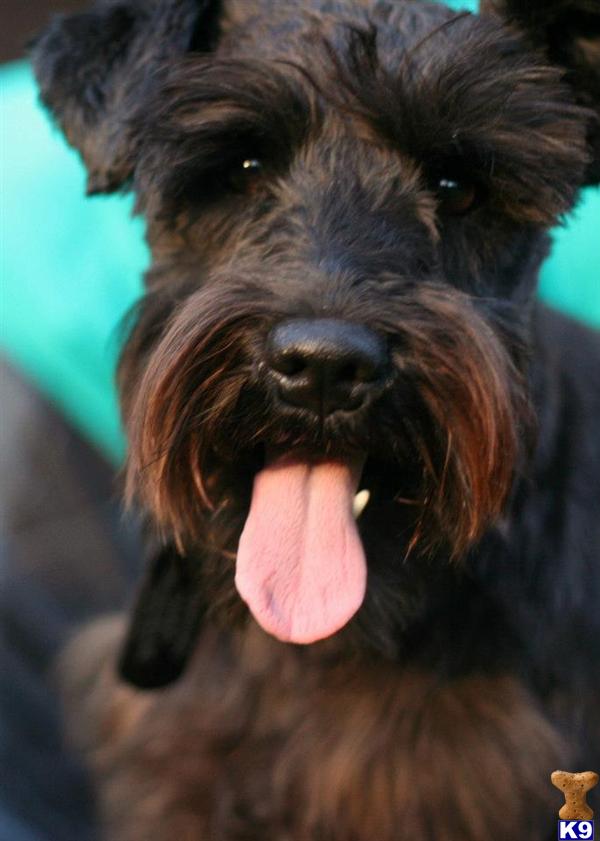Stud Dogs - Miniature Schnauzer