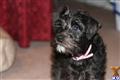 Miniature Schnauzer