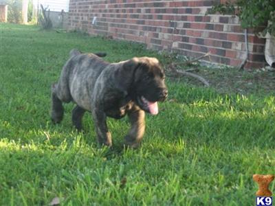 Puppies in IN