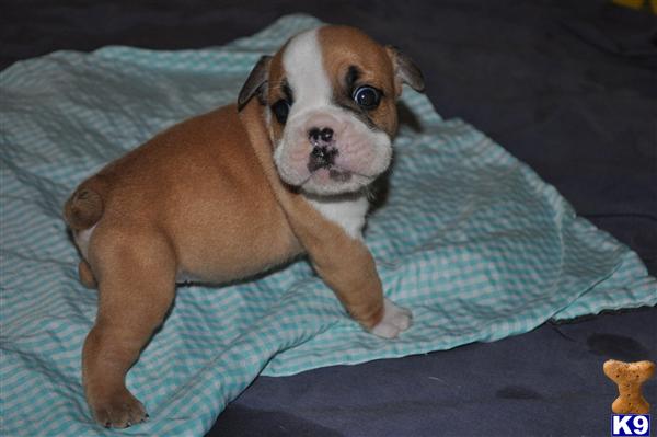 English Bulldog Puppies
