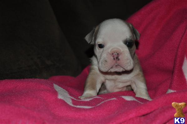 English Bulldog Puppies