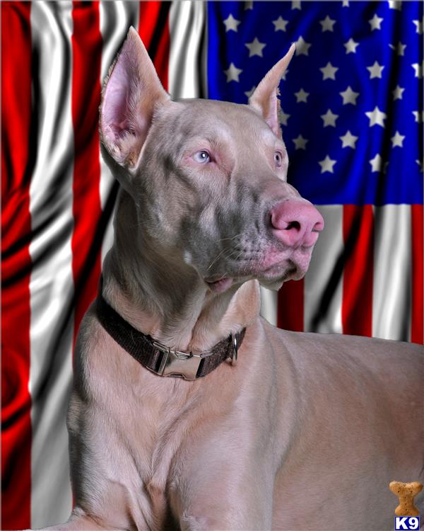 Doberman Pinscher Puppies in FL