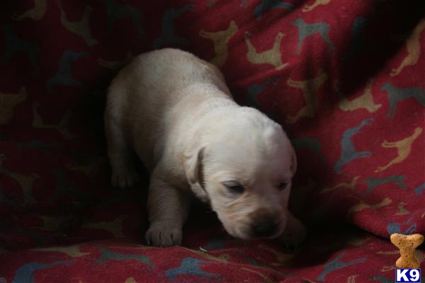 Labrador Retriever Puppies in FL