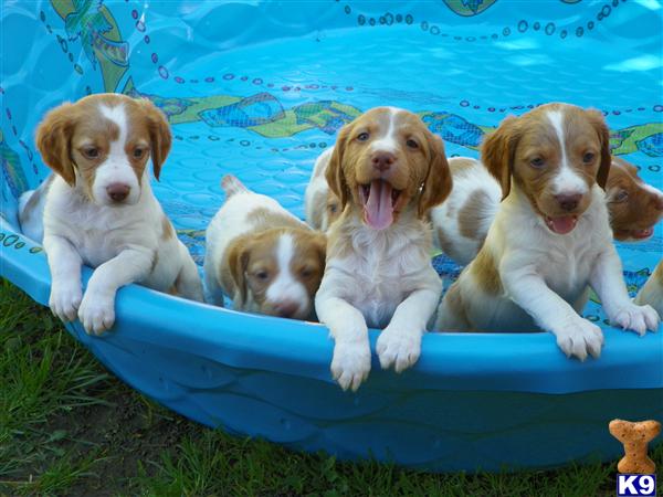 Brittany Puppies
