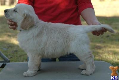 Dogs for Sale