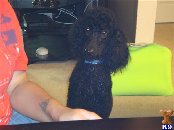 Dogs - Poodle