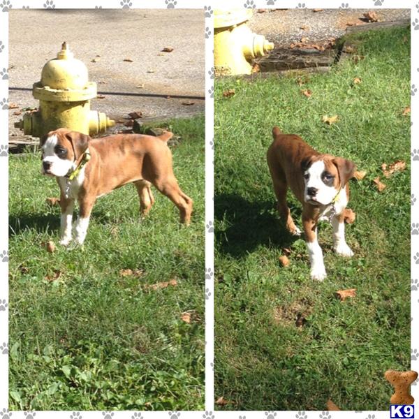 boxer puppies virginia document moved boxer puppies virginia document moved