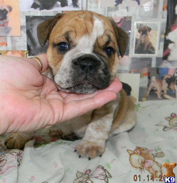Puppies in IN