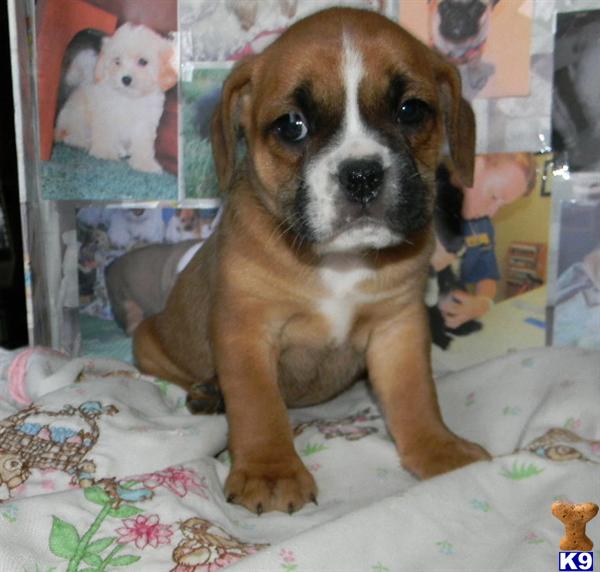 English Bulldog Puppies