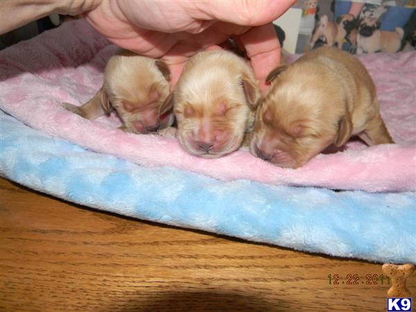 Puppies in IN