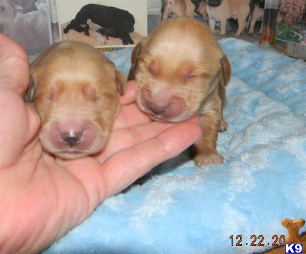 Puppies in IN