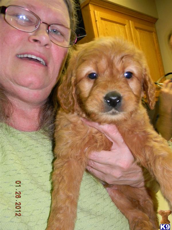Puppies in IN
