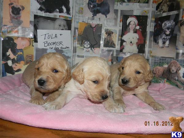 Puppies in IN