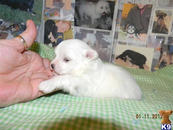 Puppies in IN