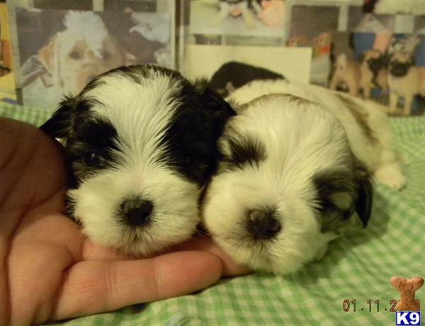 Puppies in IN