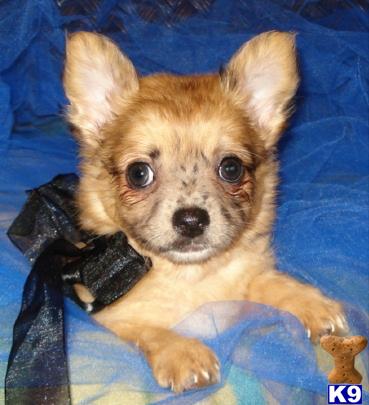 Chihuahua Puppies in TX