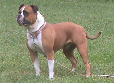 American Bulldog Puppies in NJ