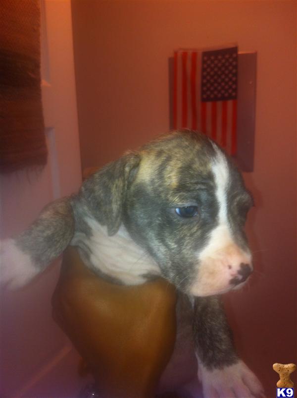 Puppies in MS