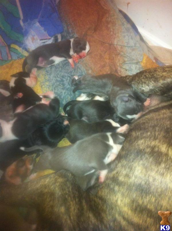 Puppies in MS