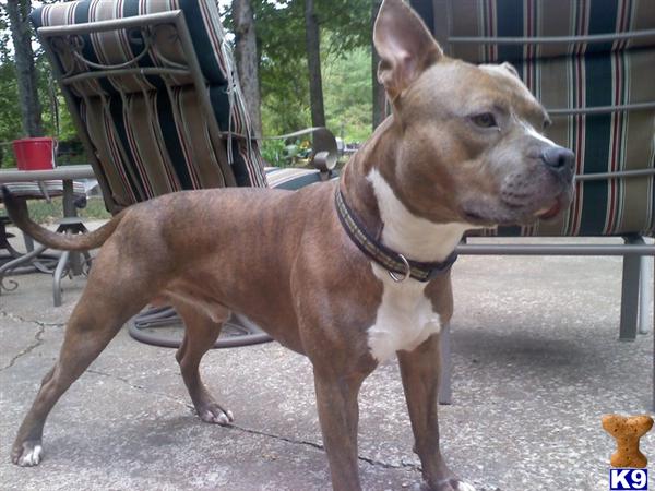 Stud Dogs in TN