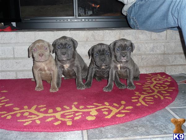 Neapolitan Mastiff Puppies