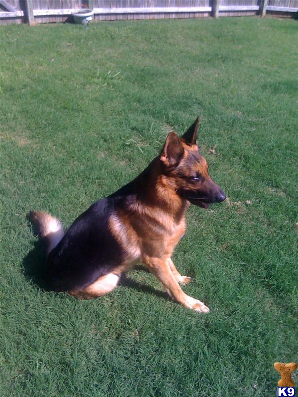 Stud Dogs - German Shepherd