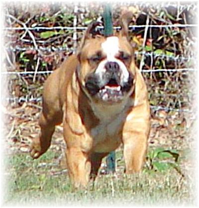 Stud Dogs in SC