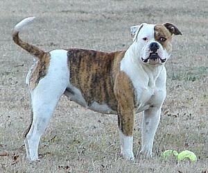 American Bulldog Puppies in SC