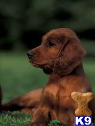Irish Setter Puppies