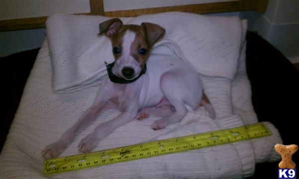 Italian Greyhound Puppies