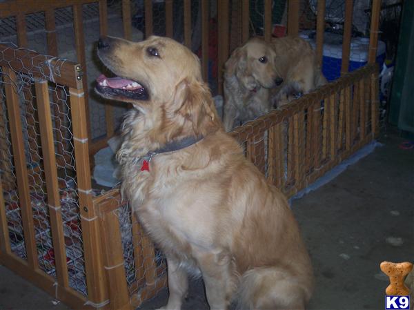 Puppies in Bakersfield