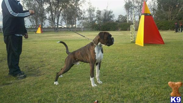 Stud Dogs - Boxer
