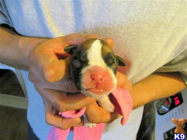 Puppies in Fontana