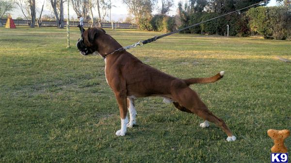Stud Dogs - Boxer