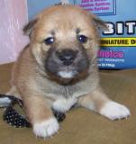 Shiba Inu Puppies for Sale