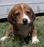 Puppies in CO