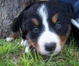 Bernese Mountain Dog Puppies for Sale