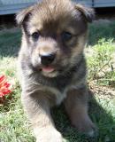 Shiba Inu Puppies for Sale