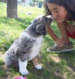 Anatolian Shepherd Dog Puppies for Sale