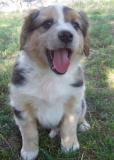 Anatolian Shepherd Dog Puppies for Sale