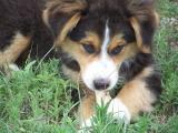 Anatolian Shepherd Dog Puppies for Sale