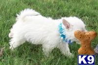 West Highland White Terrier Puppies for Sale