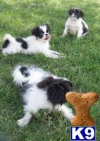 Japanese Chin Puppies for Sale