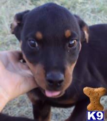 Rottweiler Puppies for Sale