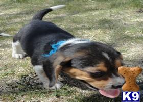 Beagle Puppies