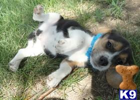 Beagle Puppies