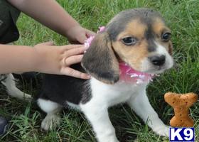 Beagle Puppies