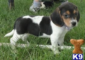 Beagle Puppies