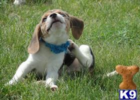 Beagle Puppies