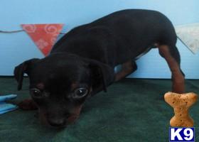 Miniature Pinscher Puppies